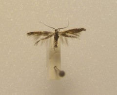 Coleophora mayrella