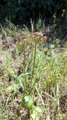 Centranthus calcitrapae calcitrapae