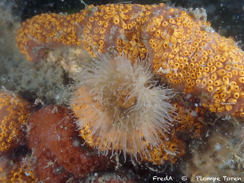 Plumose anemone