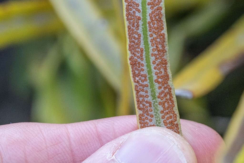 Pyrrosia longifolia; photograph (c) Alan Bell, some rights reserved (CC BY)