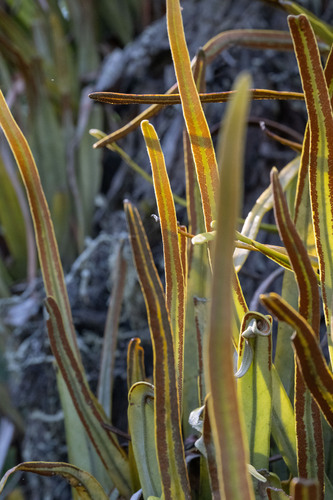 Pyrrosia longifolia, photograph 4