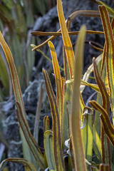 (c) Alan Bell, some rights reserved (CC BY) Pyrrosia longifolia, photograph (c) Alan Bell, some rights reserved (CC BY)