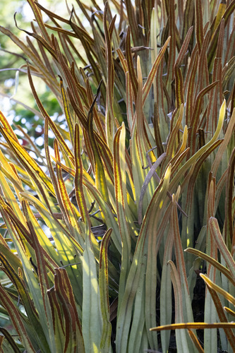Pyrrosia longifolia, photograph 2