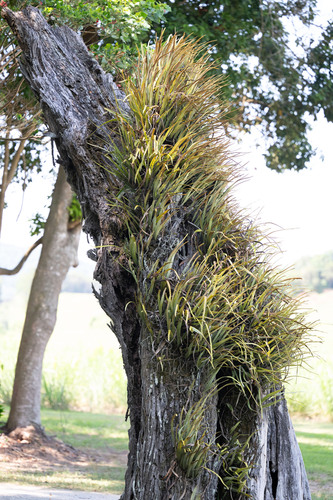 Pyrrosia longifolia, photograph 6