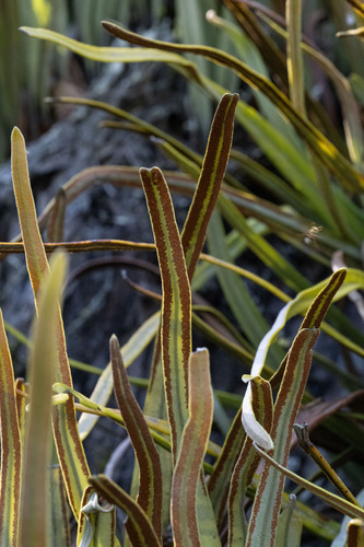 Pyrrosia longifolia, photograph 3