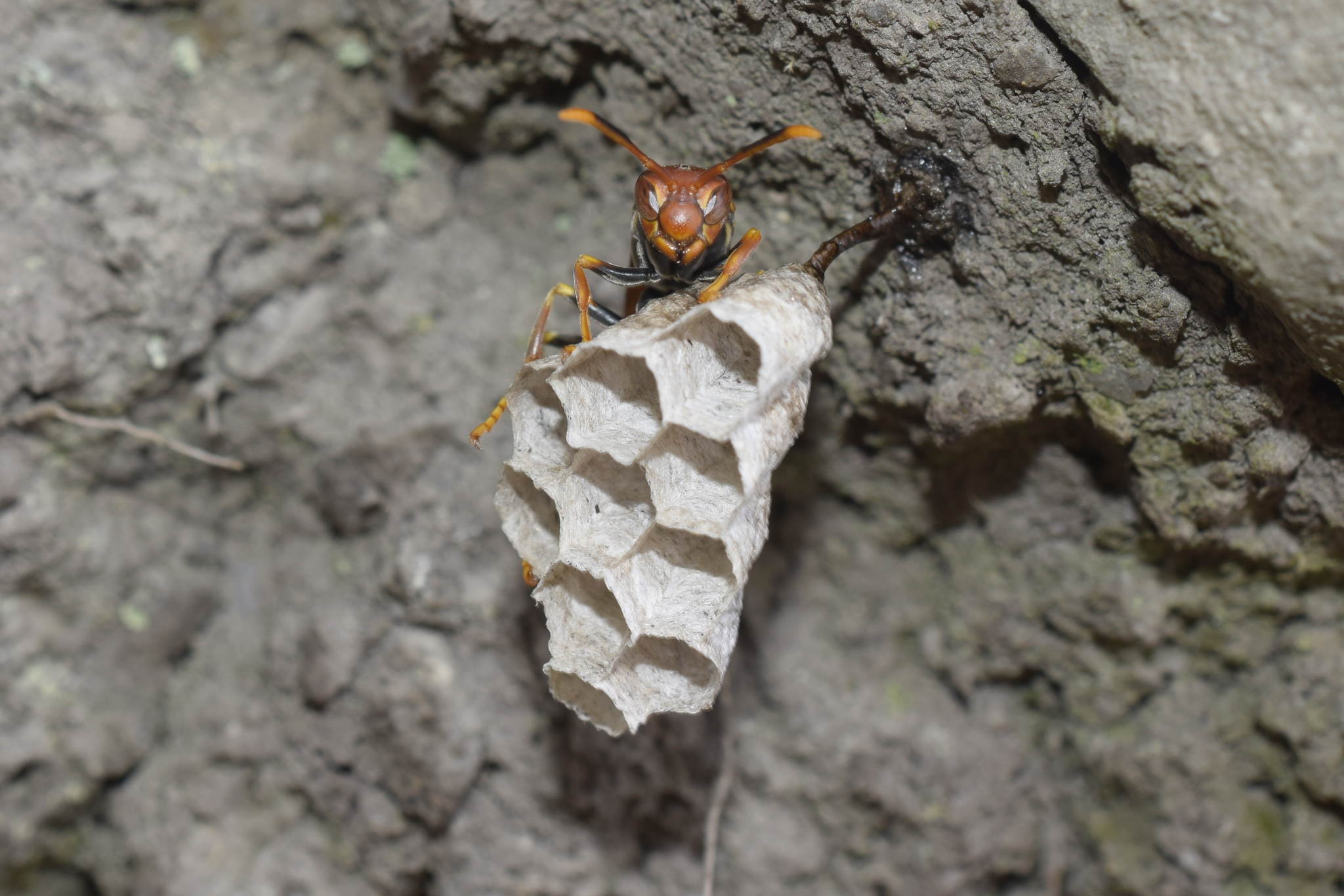 Polistes versicolor image