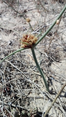 Cyperus capitatus