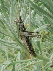 Schistocerca americana