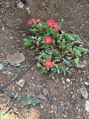 Portulaca umbraticola, 2026-07-08