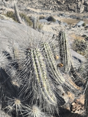 Eulychnia acida, photograph (c) Álvaro Parra Valdivia, some rights reserved (CC BY)