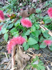 Acalypha pendula
