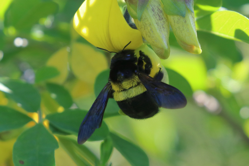 Double-banded Carpenter Bee