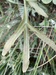 Puccinia sii-falcariae