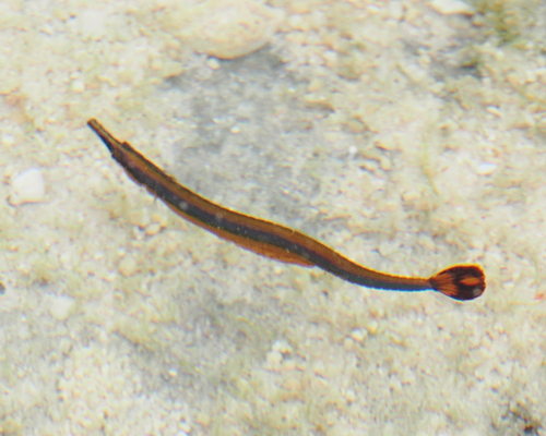 Doryrhamphus melanopleura (Doryrhamphus melanopleura)
