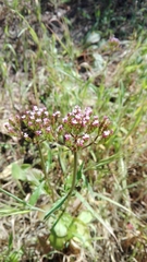 Centranthus calcitrapae calcitrapae