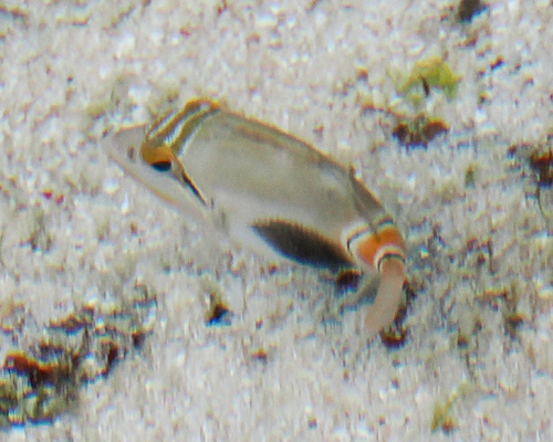 Halfmoon Triggerfish
