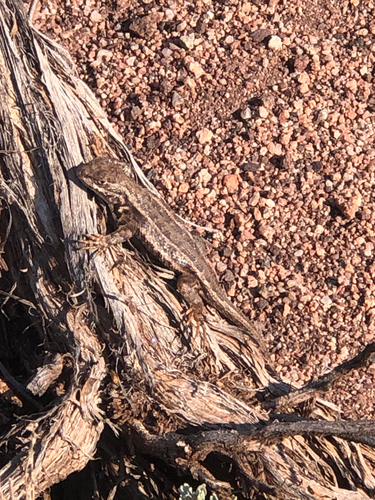 Common Sagebrush Lizard