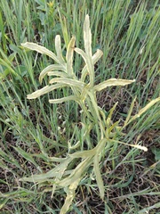 Puccinia sii-falcariae