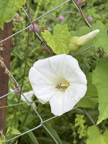 large bindweed