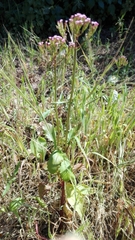 Centranthus calcitrapae calcitrapae