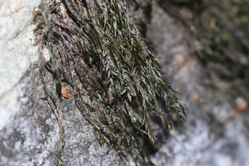Fontinalis squamosa observed 2026-07-05