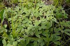 Potentilla cinerea