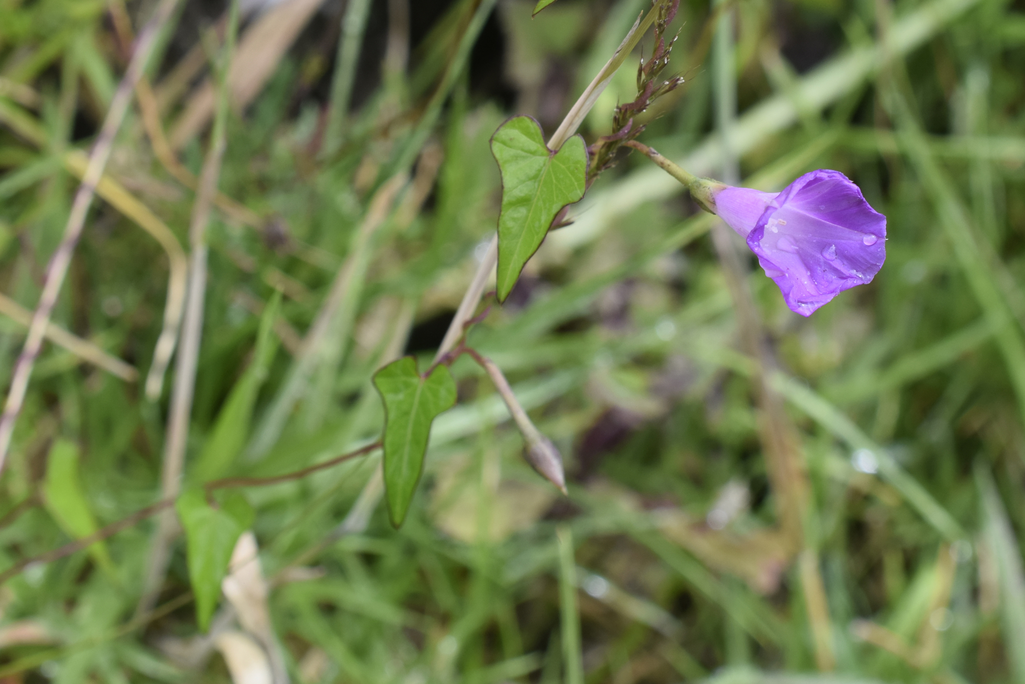 Ipomoea dumetorum image