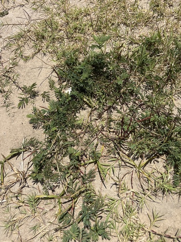 Desmanthus leptolobus, photograph 6