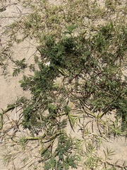 Desmanthus leptolobus, photograph (c) Sam Kieschnick, some rights reserved (CC BY)
