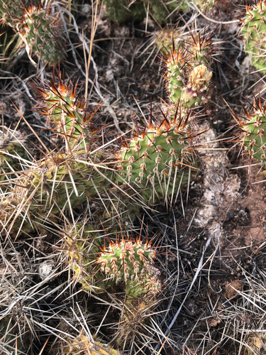 Brittle Pricklypear
