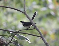 Rhipidura nigritorquis