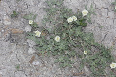 Chamaesaracha coniodes