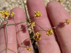 Eriogonum pusillum