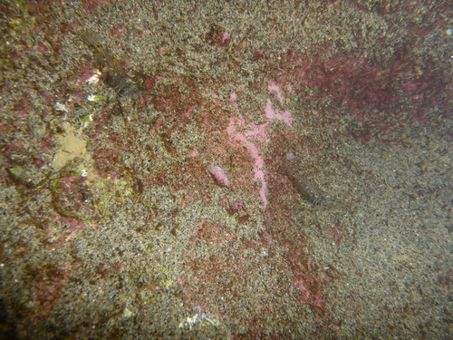 Palaemon affinis