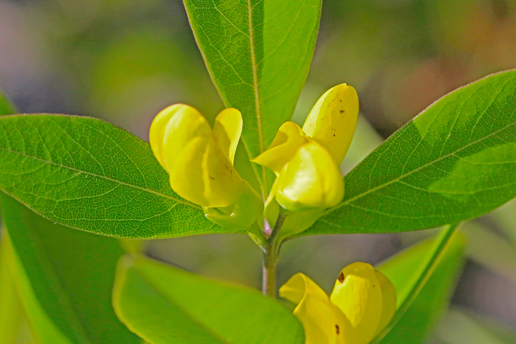 Baptisia lanceolata