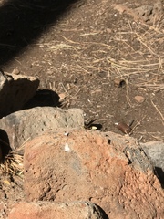 Polistes comanchus navajoe