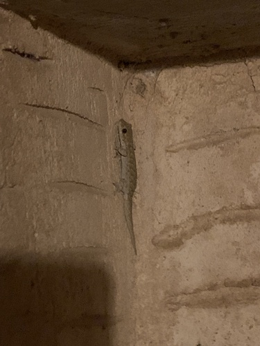 Mediterranean House Gecko