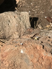 Polistes comanchus navajoe