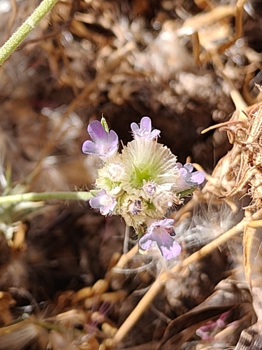 Star Scabious