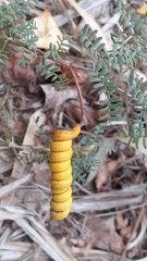 Prosopis strombulifera