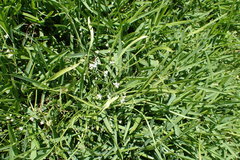 Limnosciadium pinnatum