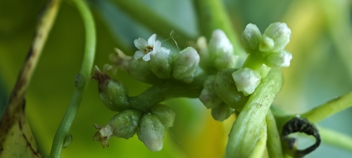 Cuscuta lupuliformis