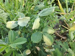 Peronospora aestivalis