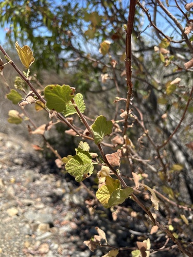 Ribes indecorum, 2026-07-08