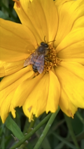 Western Honey Bee