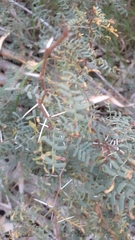 Prosopis strombulifera