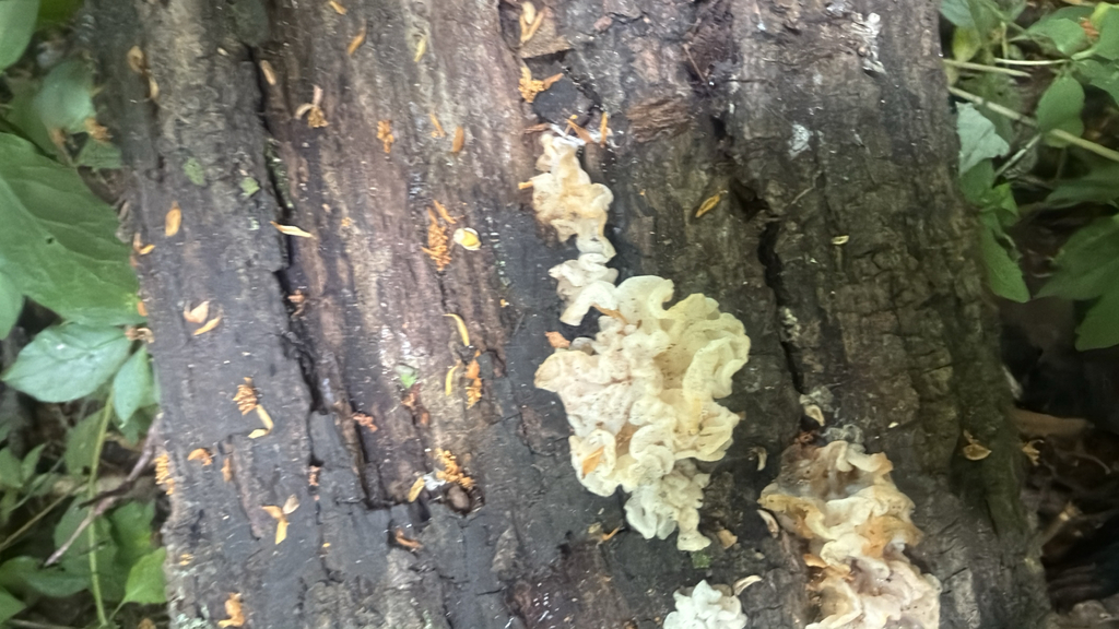 white jelly fungus · July 2026 · photo: Photo: (c) Jude Kesl, some rights reserved (CC BY) · iNaturalist
