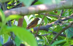 Sporophila angolensis