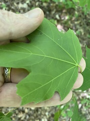 Acer leucoderme
