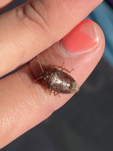 iNaturalist observation photo of Stink Bugs
